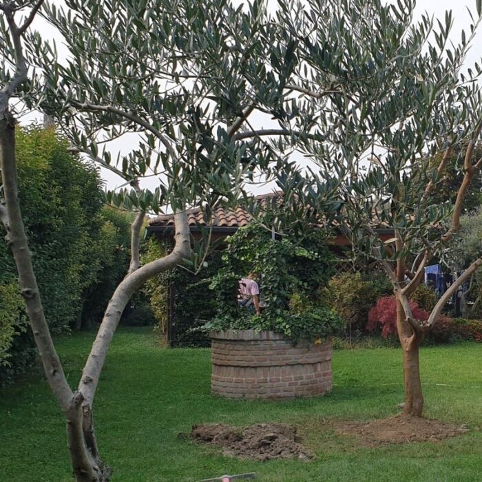 Manutenzione prato e giardino in villetta